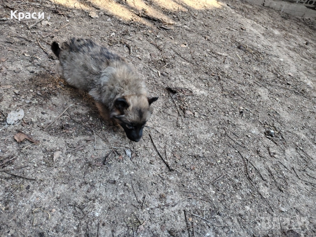 Белгийска овчарка , снимка 2 - Други - 53852301