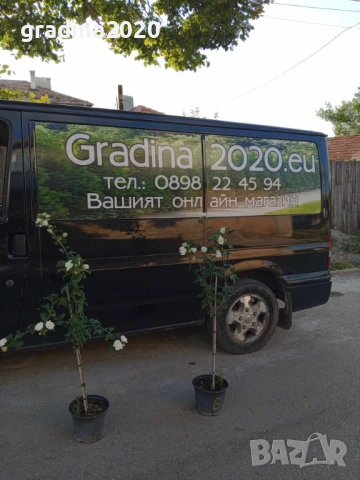 Хибискус Кичест - Щамба Цветове   Бала , Розова и Червена , снимка 8 - Разсади - 46653636