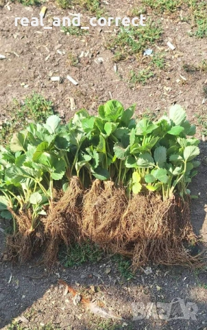 Само ЗА ЦЕНИТЕЛИ Уникален БИО разсад Ягоди и Малини, снимка 7 - Разсади - 53748363