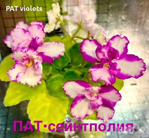 Saintpaulia Сейнтполия Сентполия African Violet Aфриканска теменужка стайна теменужка Фiалка, снимка 3 - Стайни растения - 50025772