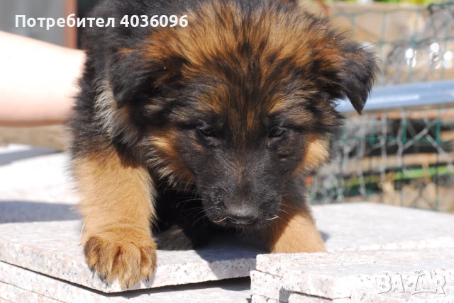 Елитни дългокосмести немски овчарки, снимка 1