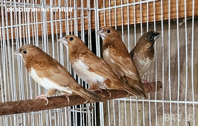 Японски Амадини! , снимка 2 - Амадини - 53611225