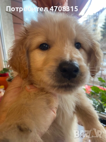 Голдън ретривър момче родословен баща, снимка 3 - Голдън ретривър - 53581830