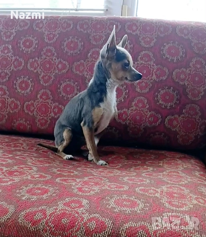 продавам мини пинчер , снимка 2 - Пинчер - 52719270