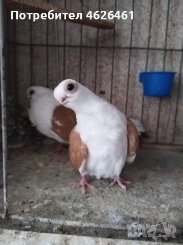 Кабаци, снимка 3 - Гълъби - 52482353