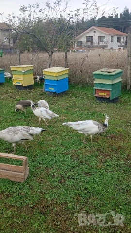 продавам пауни сребърни ,сребърни арлекини,Бели ,обикновени Индийски , снимка 4 - други­ - 52380621