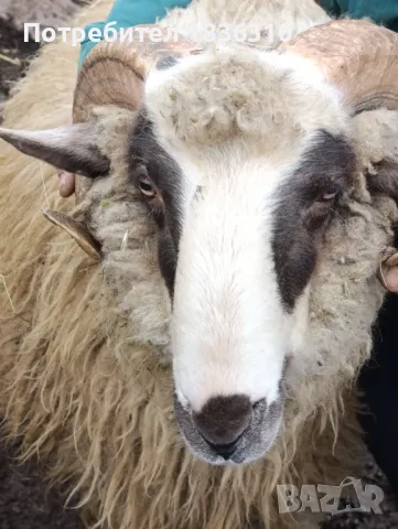 Коч, снимка 1