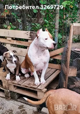 Amerikanski Staff