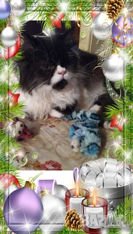  Ваксинирани персийски дългокосмести многоцветни принцове,ЕС паспорт,микрочип домашни любимци!, снимка 13 - Персийска - 37675567