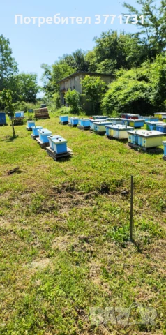 Пчелни майки, снимка 1