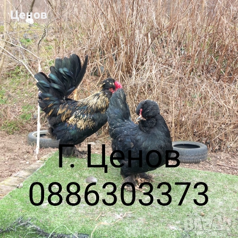 Чифтове струмски бантам, снимка 13 - други­ - 49315454