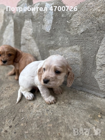 Кокер Шпаньол 