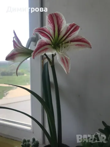 Цвете Амарилис / Хипеаструм - 2 цвята, снимка 4 - Стайни растения - 50009470