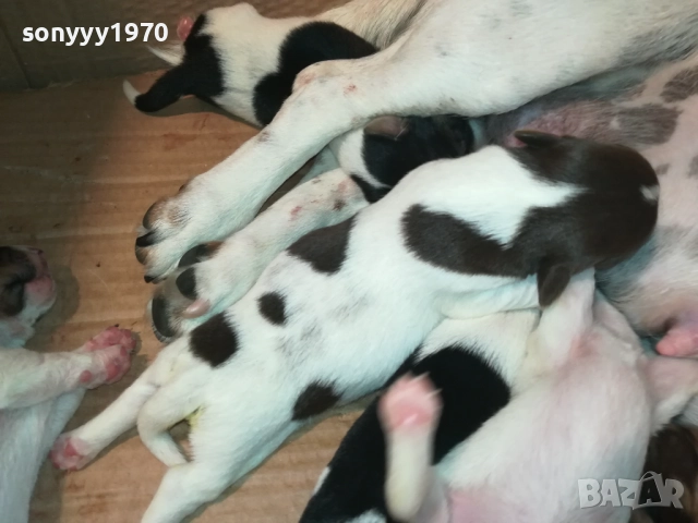 ДЖАК РЪСЕЛ 250ЛВ ЗА КУТРЕ 2008251933, снимка 5 - Джак ръсел териер - 51433966