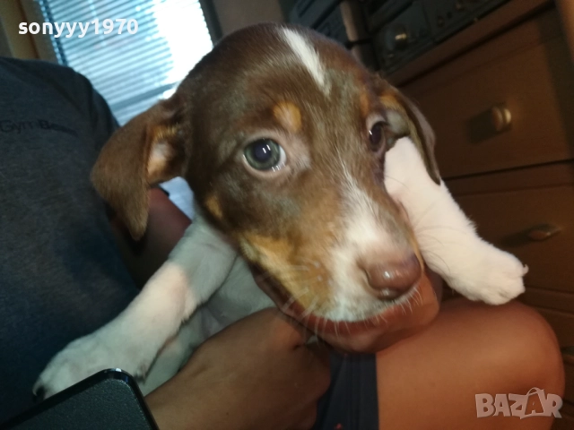 МОМИЧЕНЦЕ-ДЖАК РЪСЕЛ НА 40 ДЕНА 2809252012, снимка 5 - Джак ръсел териер - 51870591