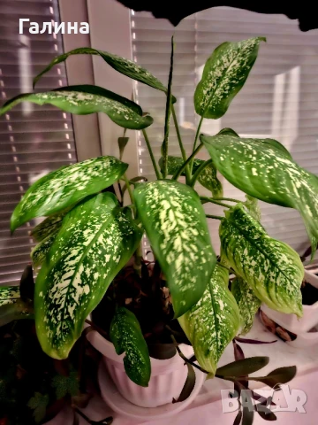 Дифенбахия + Пурпорно сърце, снимка 10 - Стайни растения - 51187234