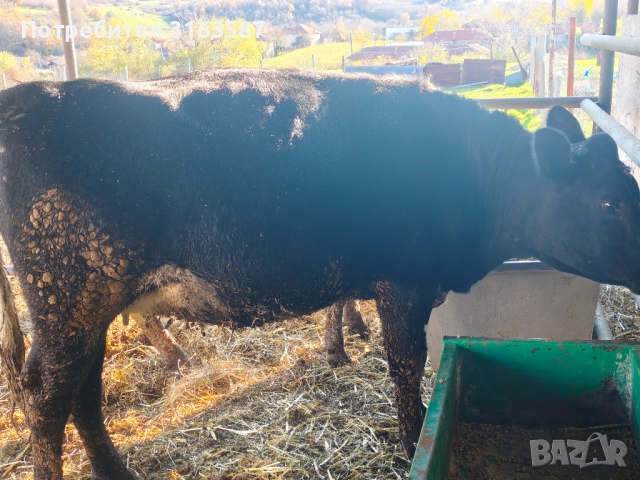 Заплодени юници и крава, снимка 5 - Крави - 52544282