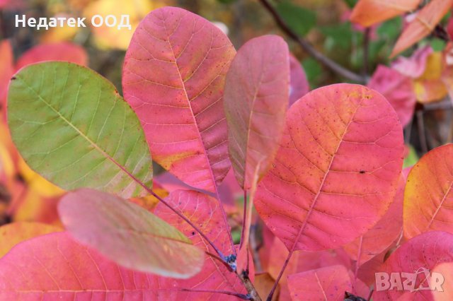 Био етерично масло Essences Bulgaria, Смрадлика, 100% натурално, 5 мл, снимка 4 - Други - 35823285