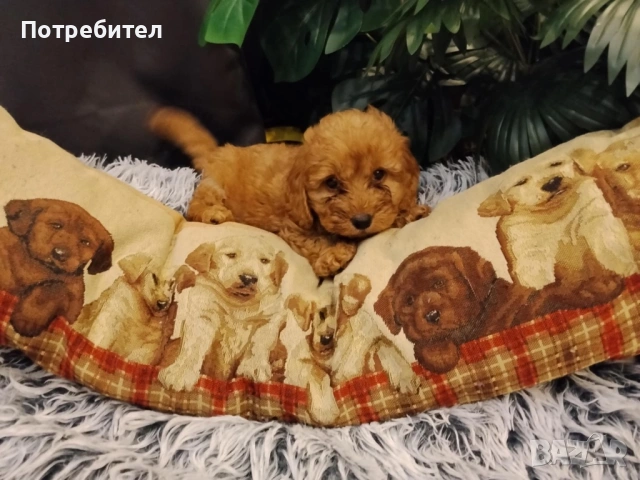 Кокер шпаньол , снимка 5 - Кокер шпаньол - 53479397