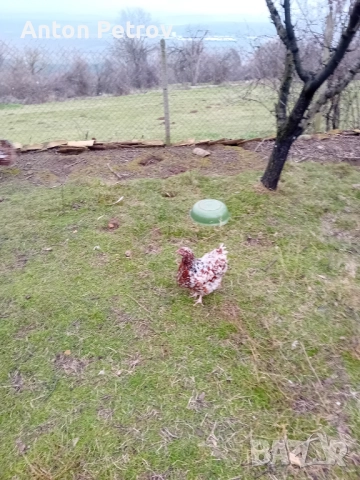 Продавам млади чифтове Орпингтон порцелан!, снимка 6 - Кокошки и пуйки - 52996427