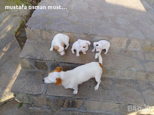 Джак Ръсел териер, снимка 8 - Джак ръсел териер - 52465135