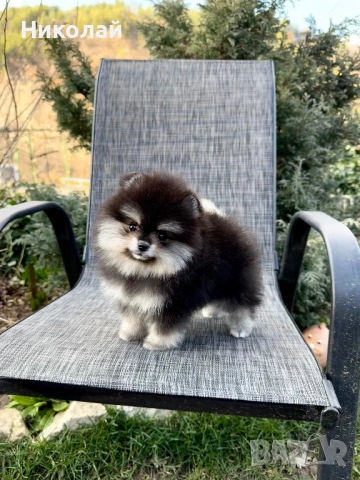 Померан мини момиче. Померанче, снимка 5 - Померан - 53647006