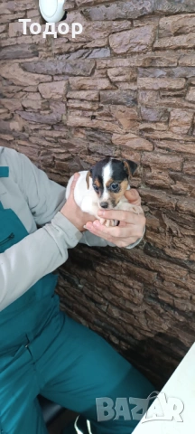 Джак Ръсел териер , снимка 2 - Джак ръсел териер - 53402733