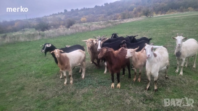 Продават се кози.