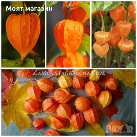Физалис - physalis, снимка 2 - Градински цветя и растения - 53650459