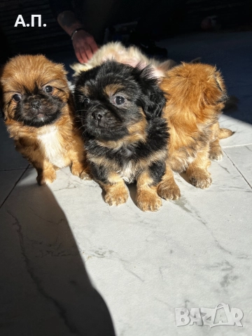 Продавам Чистокръвни пекинези, снимка 2 - Пекинез - 52788805