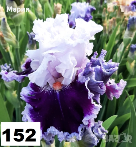 Сортови вискоки ириси /брадати ириси, снимка 17 - Сортови семена и луковици - 46410478
