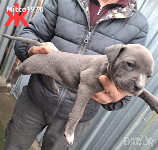 Питбул-Pitbul, снимка 8 - Питбул - 52897945