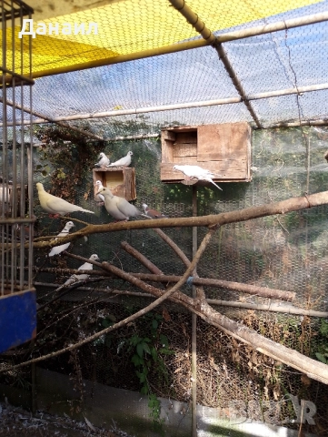 Сенегалски гугутки, снимка 4 - други­ - 51779307