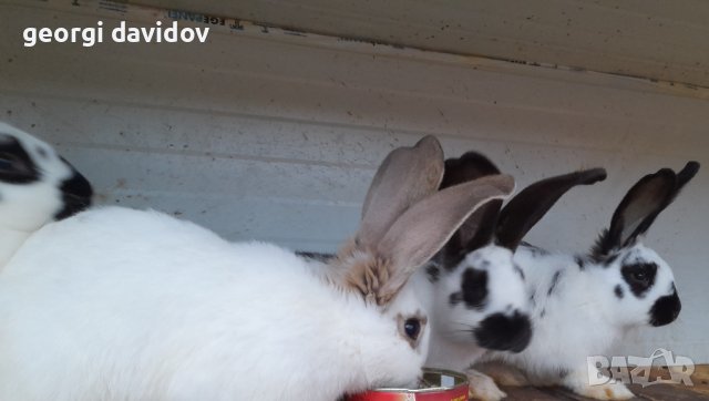 Домашни свободни зайци