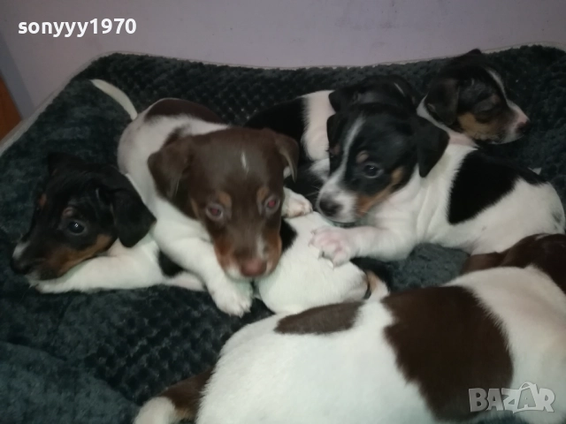 ДЖАК РЪСЕЛ ТЕРИЕР-БЕБЕТА//ВИДИН 2609252206, снимка 8 - Джак ръсел териер - 51851833