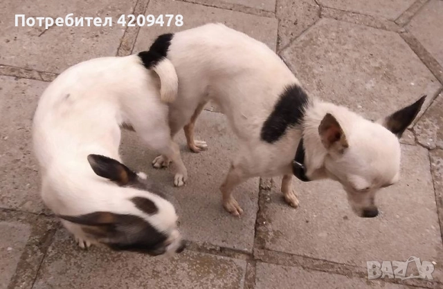 Кученца Пинчери , снимка 2 - Пинчер - 52857739
