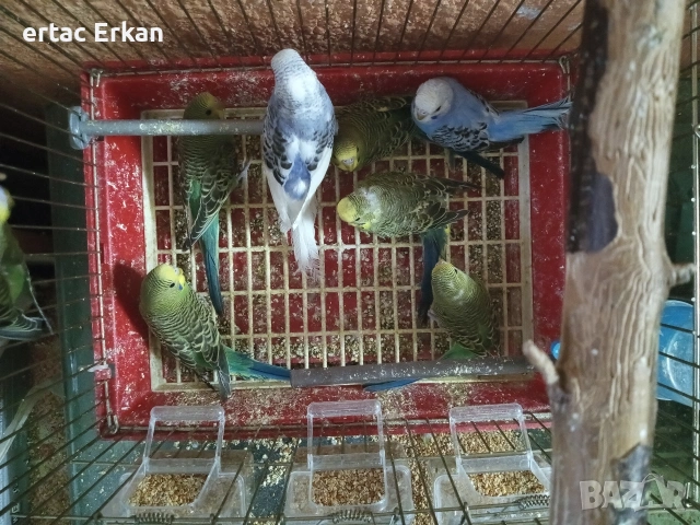 вълнисти папагали , снимка 2 - Папагали - 53578255