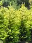 Кипарис Лейланди „Gold Rider“ (Златен ездач) Cupressocyparis leylandii ‘Gold Rider’, снимка 5