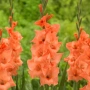 🌸 Луковици Гладиоли (Gladiolus), снимка 7