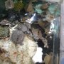 Водни костенурки graptemys pseudogeographica 4см, снимка 3