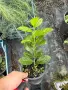 Лавровишна 1 литър контейнер , снимка 4