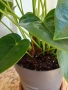 Антуриум , снимка 8