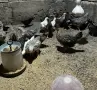 Пиленца Легбар и Амераукана на два месеца, снимка 5