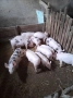 Продавам прасета , снимка 1
