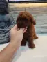 Пудел Той/Poodle Toy, снимка 8