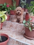 Мини Пудел Той Пудел , снимка 7
