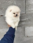 Померани, снимка 3