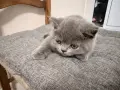 Британско късокосместо коте момче, снимка 2