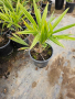 Палма  „Трахикарпус“, снимка 1 - Градински цветя и растения - 44575415