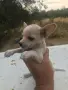 малки пинчери различни цветове, снимка 1